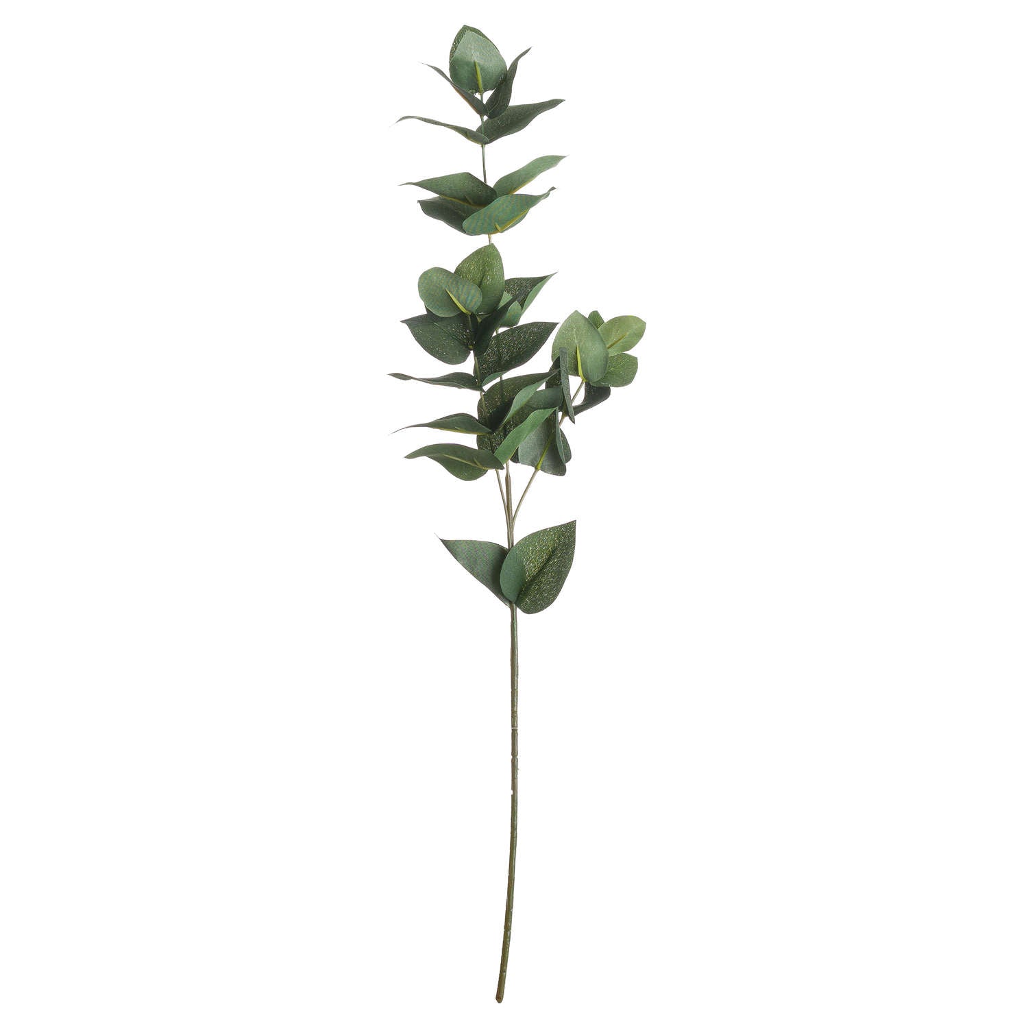 Eucalyptus Filler image 0