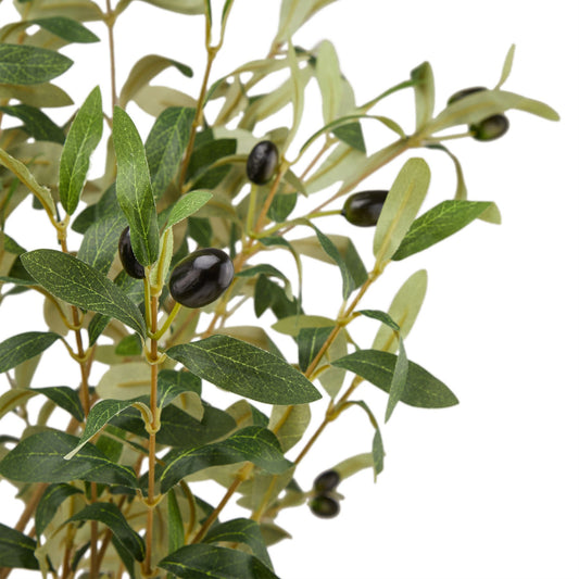 Calabria Large Olive Tree image 1