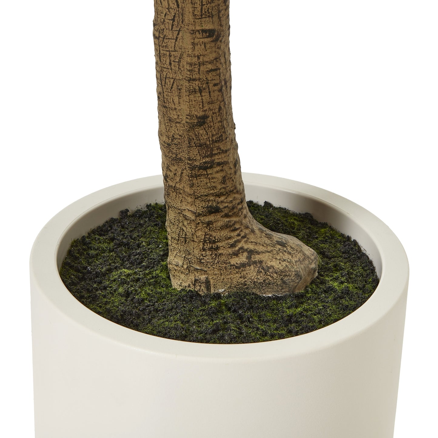 Apulia Olive Tree In White Pot 240Cm image 3