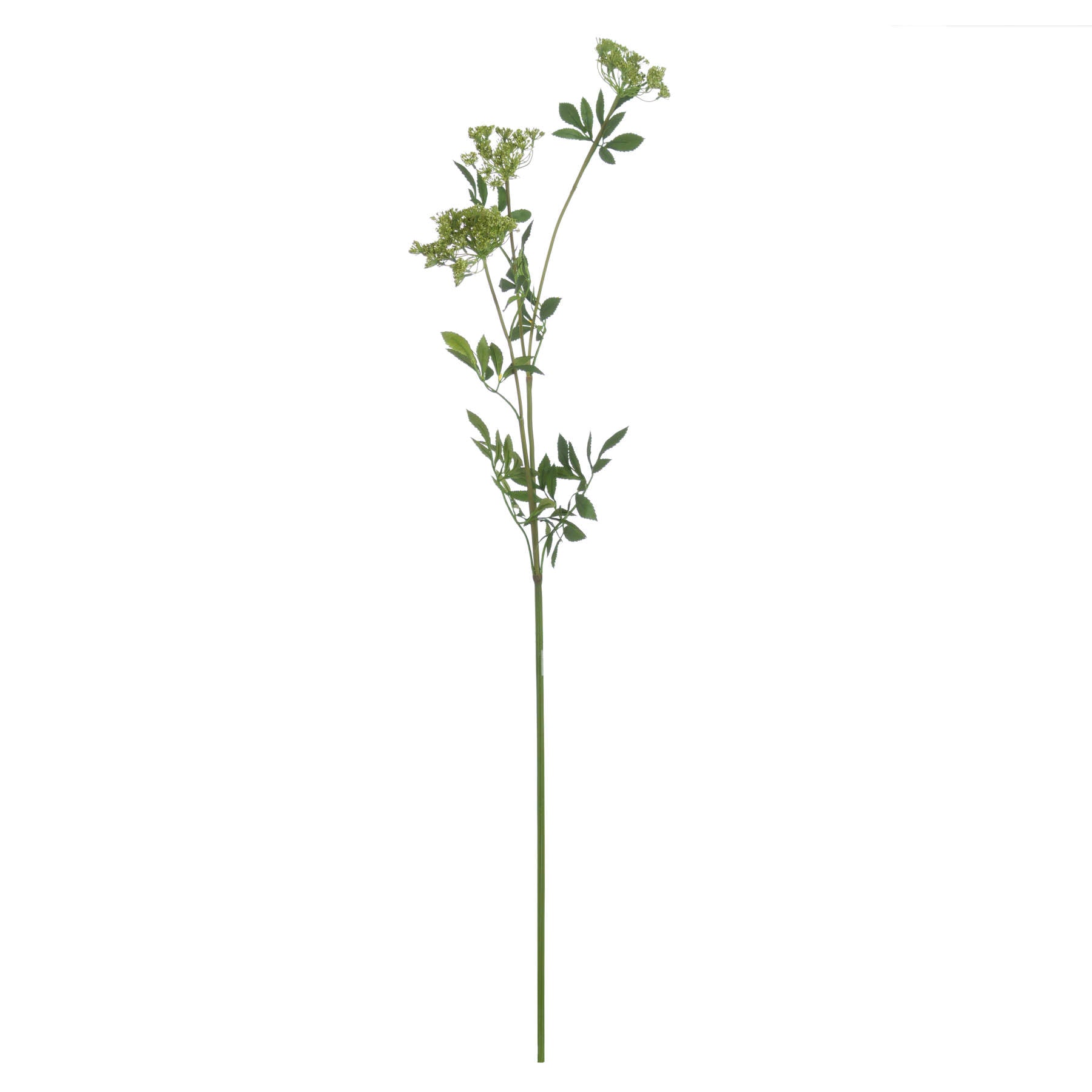 Faux Cow Parsley Ammi image 3