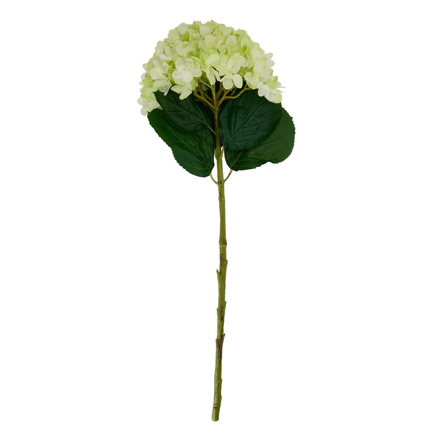Oversized Green Hydrangea image 3
