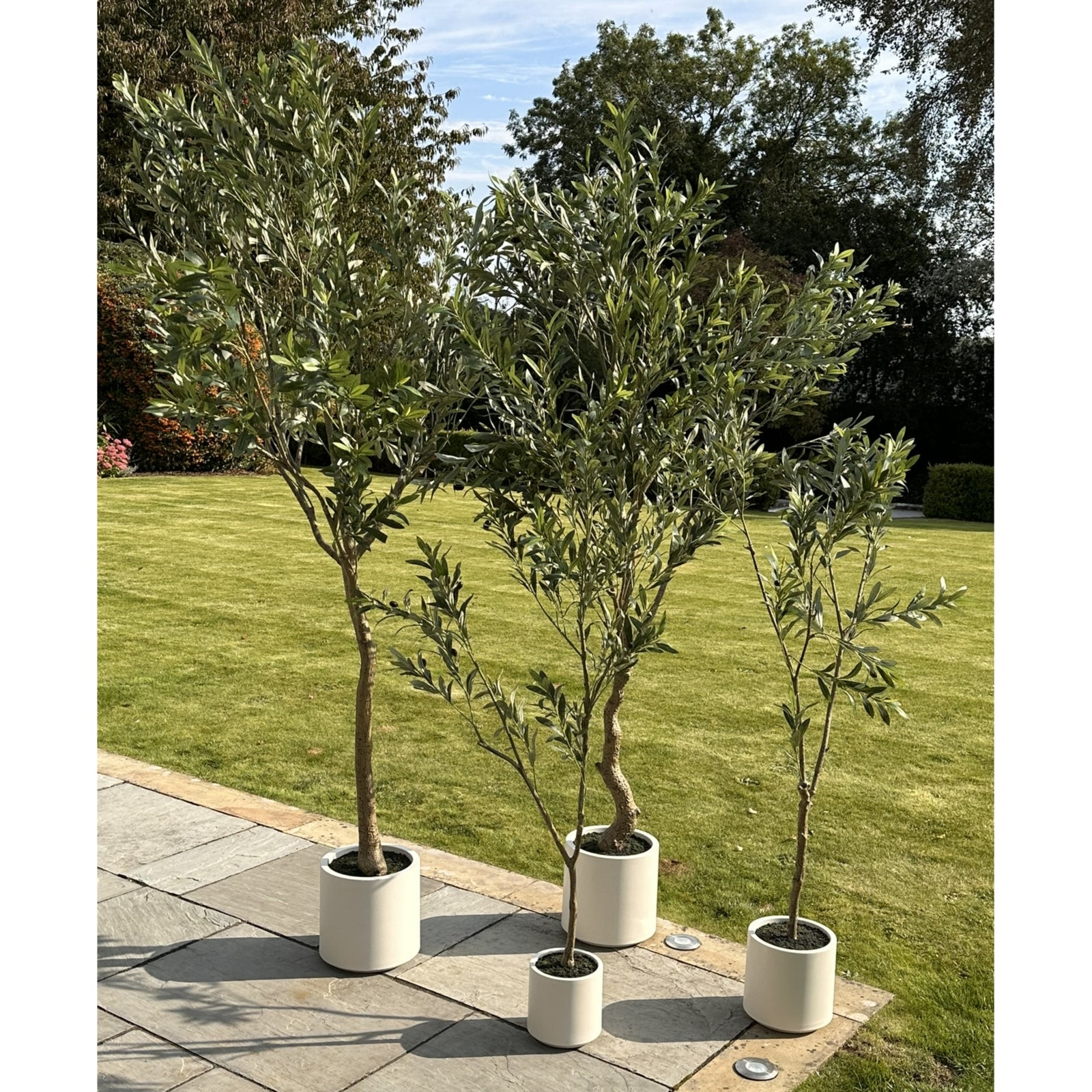 Apulia Olive Tree In White Pot 210Cm image 4