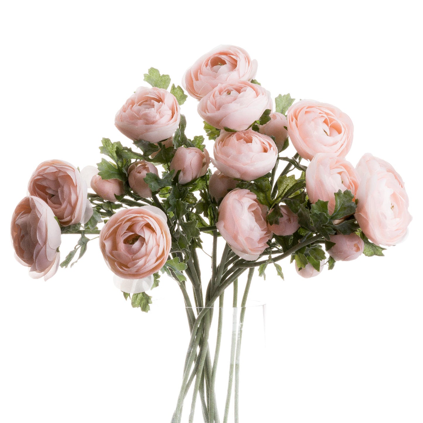 Pastel Pink Ranunculus image 0