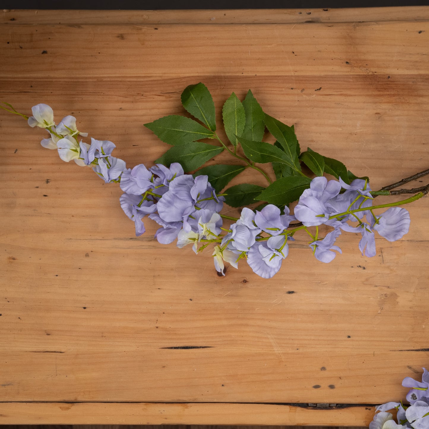 Lilac Wisteria image 1