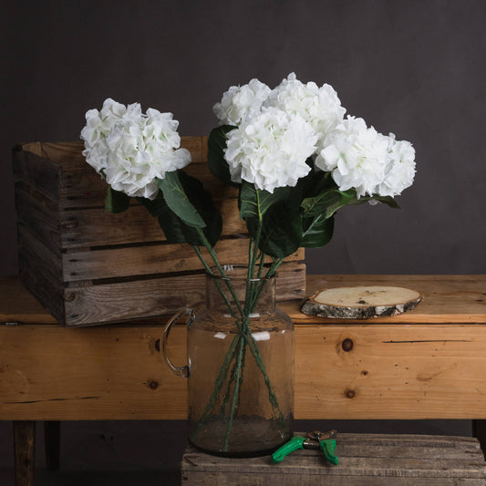 White Small Head Hydrangea image 0