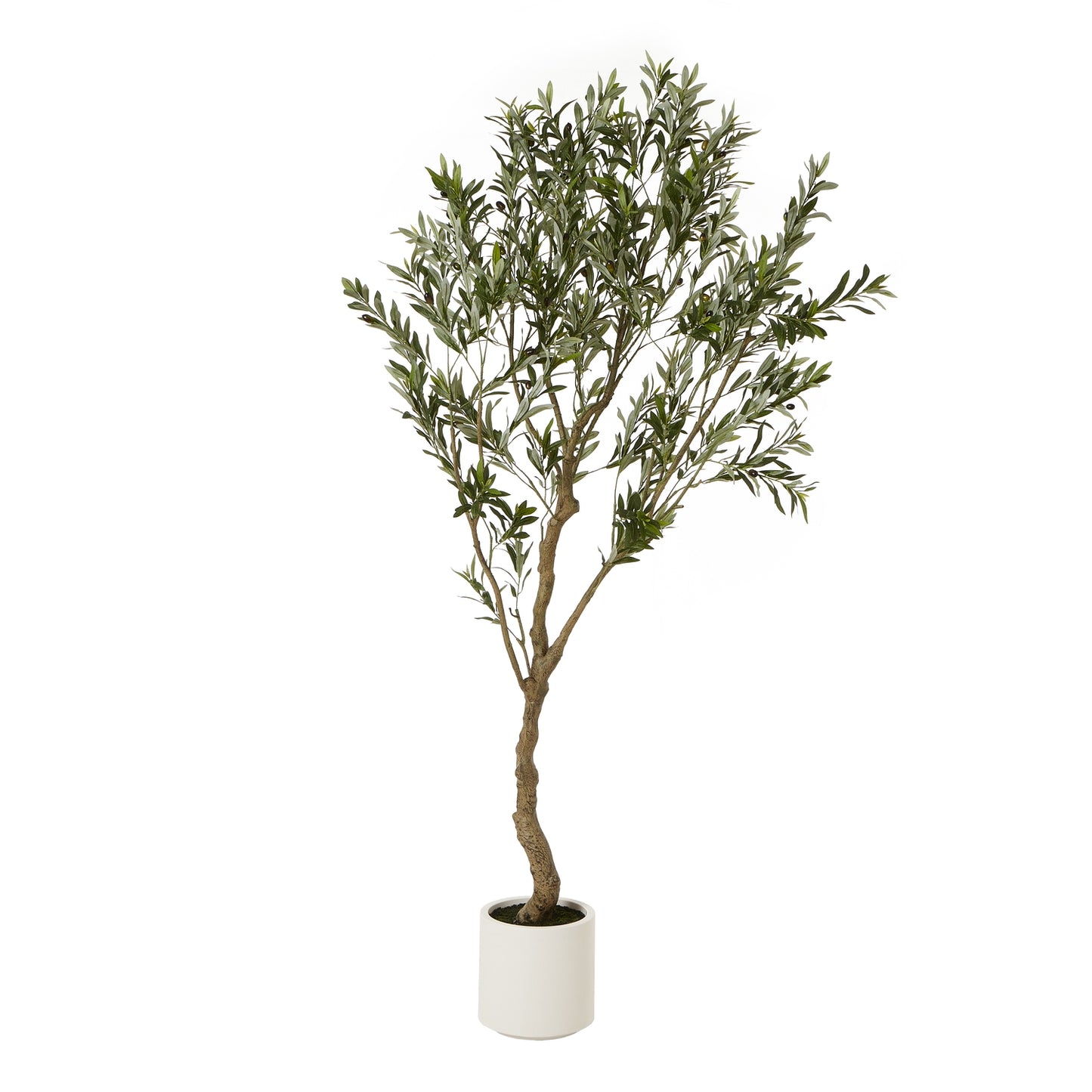 Apulia Olive Tree In White Pot 200Cm image 0