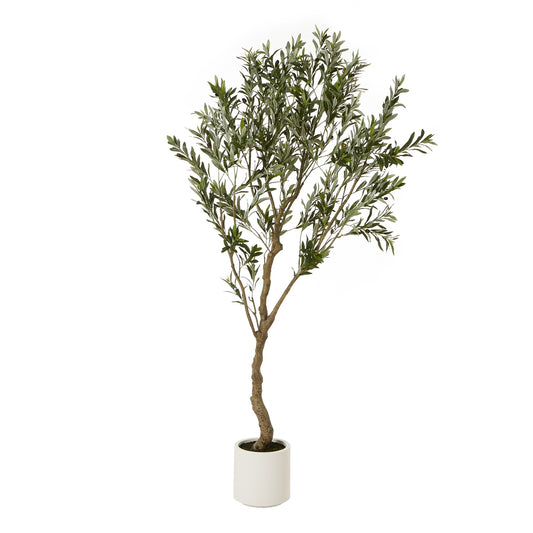Apulia Olive Tree In White Pot 200Cm image 0