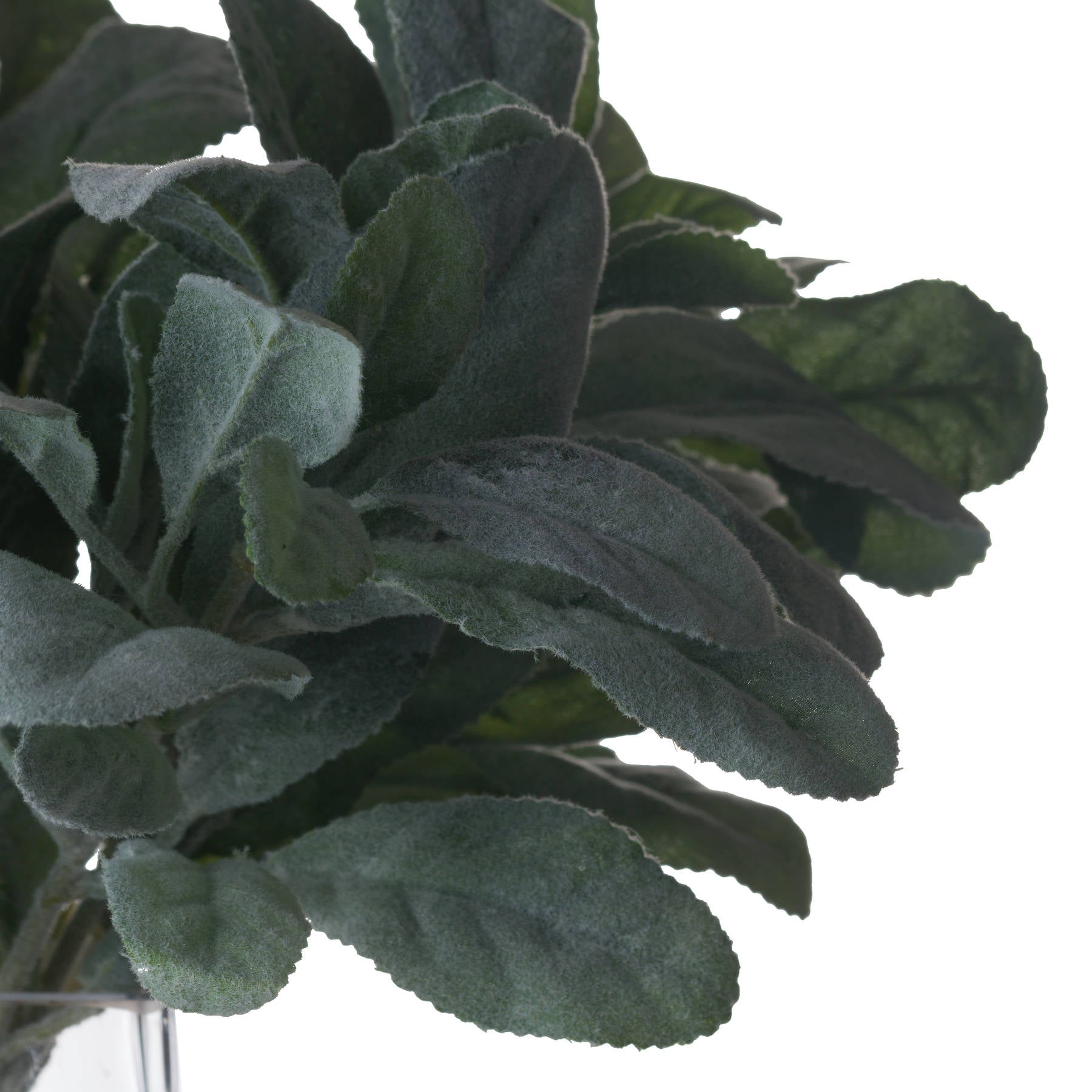 Lambs Ear Spray image 4