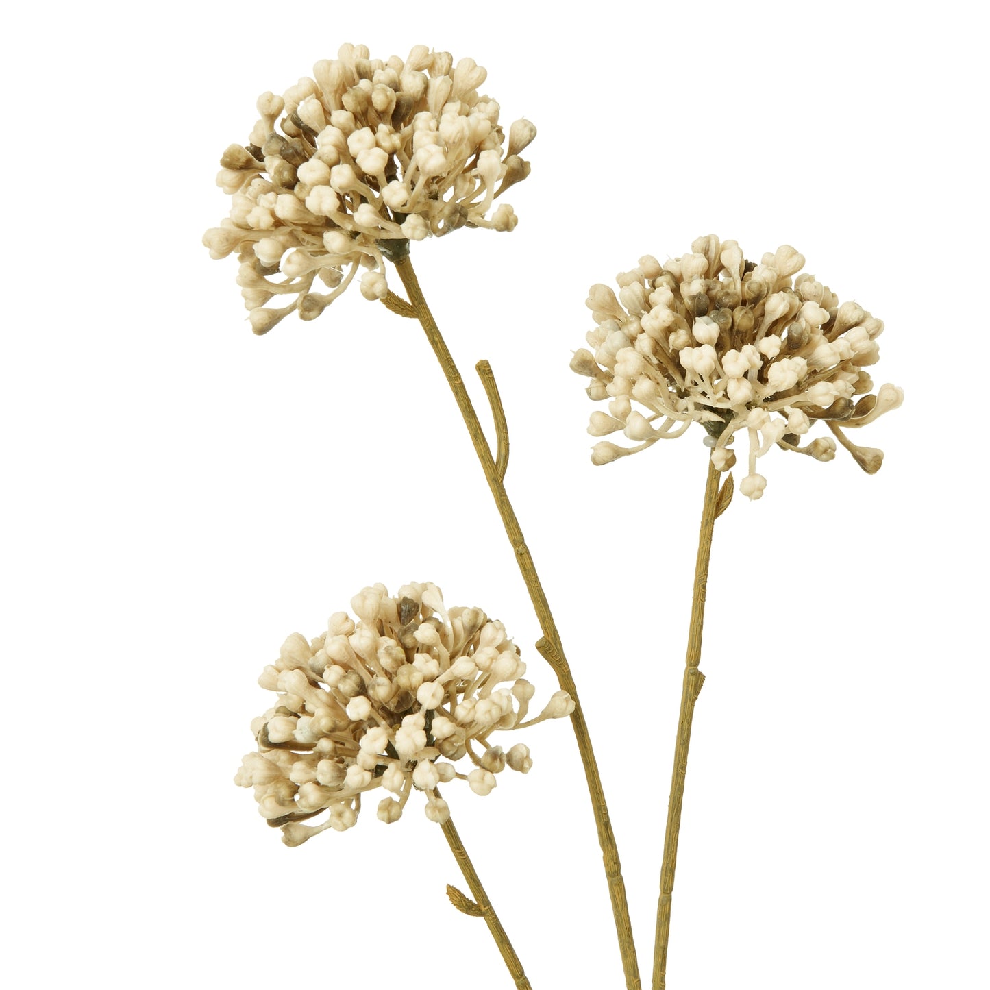 Brown Allium Spray image 1