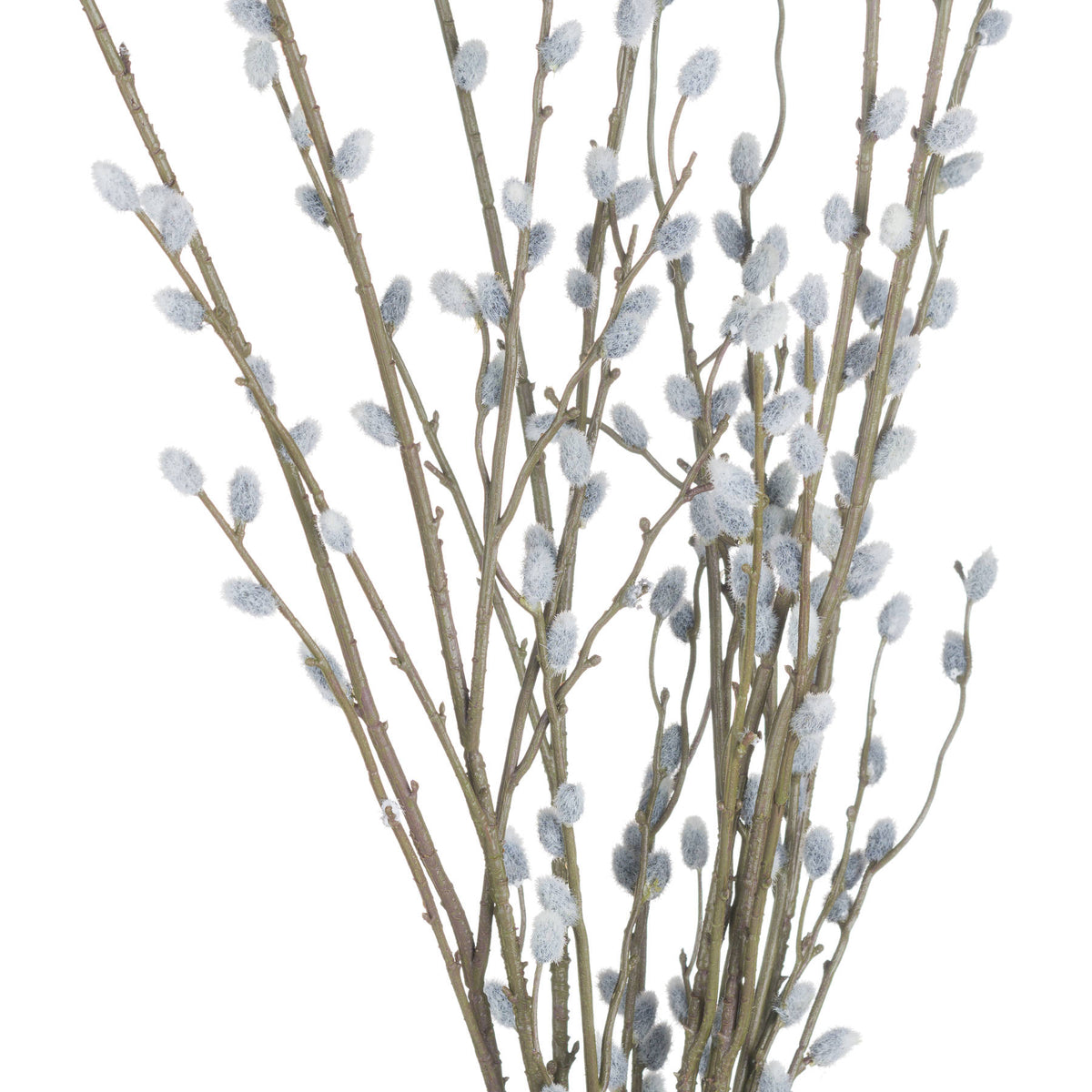 pussy willow artificial Branches with fluffy gray buds on a white background